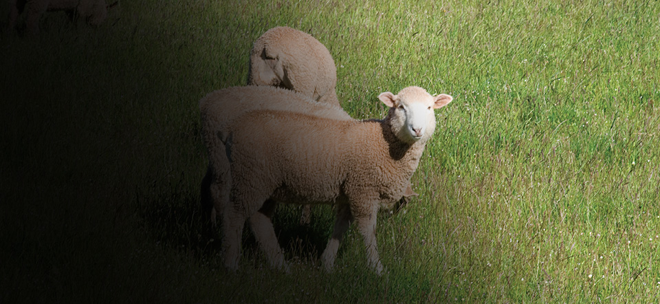 Comprehensive Lamb Health Issues